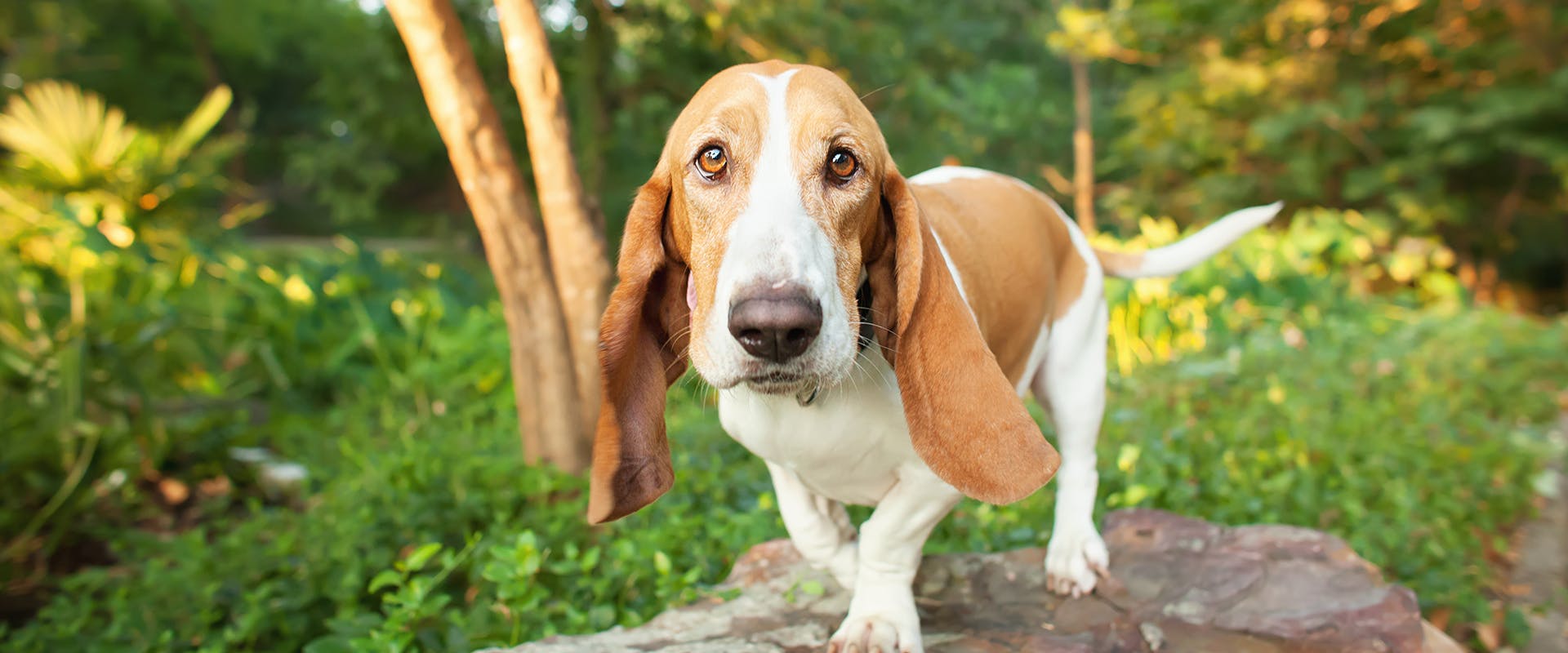 Hound online dog names